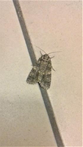 Acronicta rumicis
